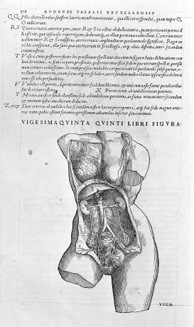 illustration of the Female Urogenital System