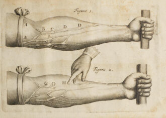 anatomical drawing of two arms