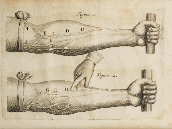 anatomical drawing of two arms