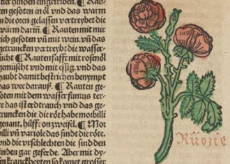 manuscript page with an illustration of a flower