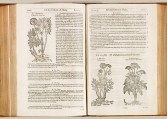 an image of the Herball, open to pages 1000 and 1001; on the left, an illustration and entry for Angelica is legible