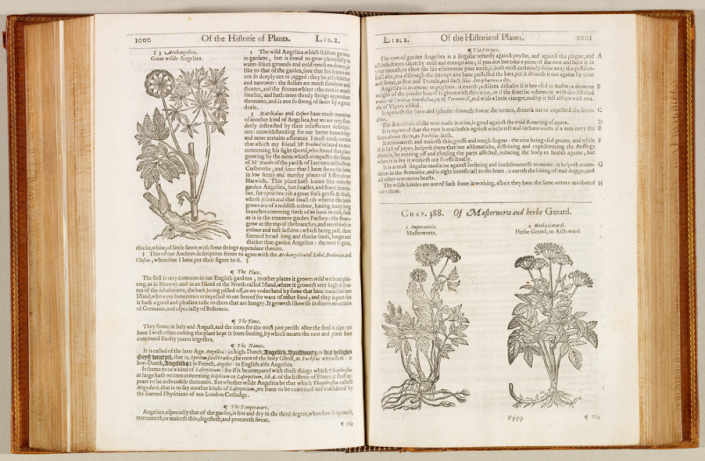 an image of the Herball, open to pages 1000 and 1001; on the left, an illustration and entry for Angelica is legible 